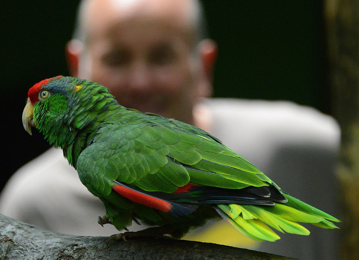 Max the Amazon parrot